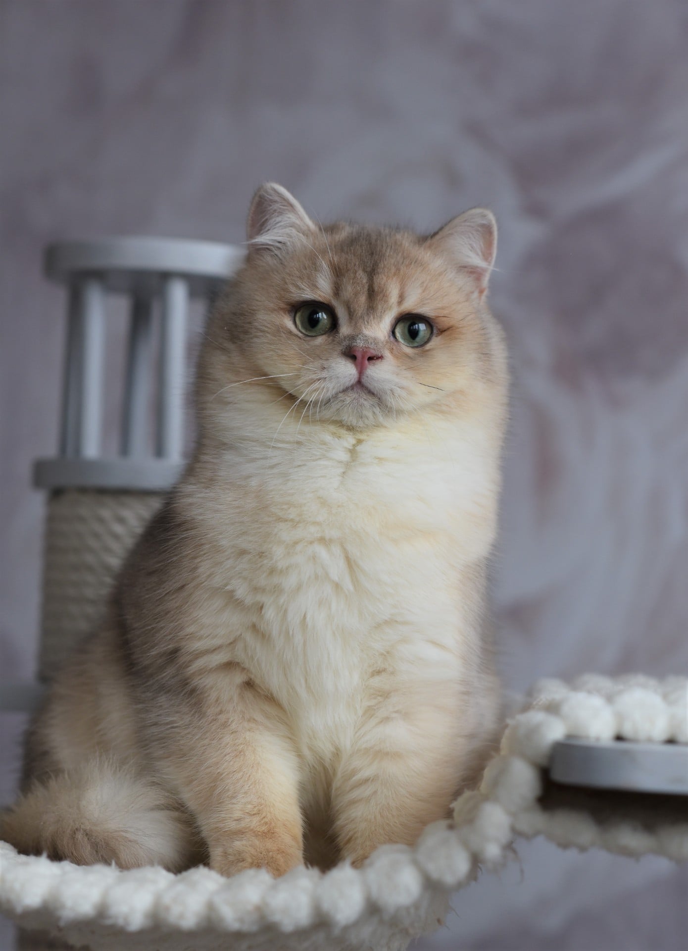 Lemurcat Ponchik is the most beautiful cat ever
