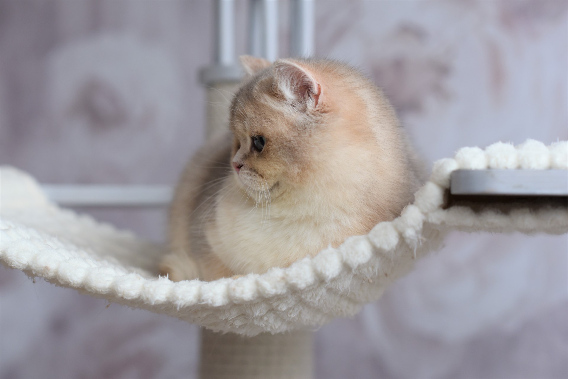 Lemurcat Ponchik was born in Olga Popkova house