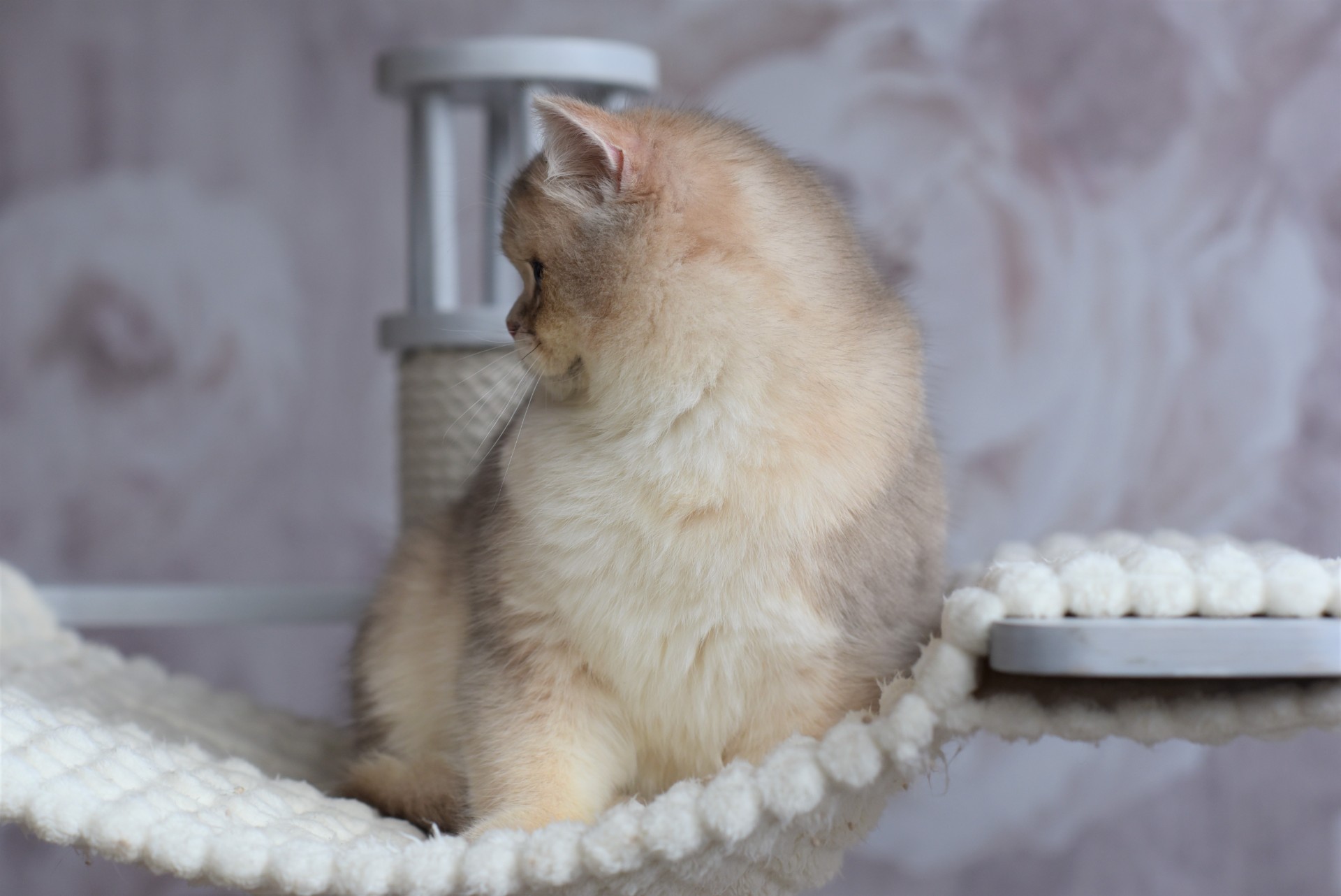 Lemurcat Ponchik is our main cat