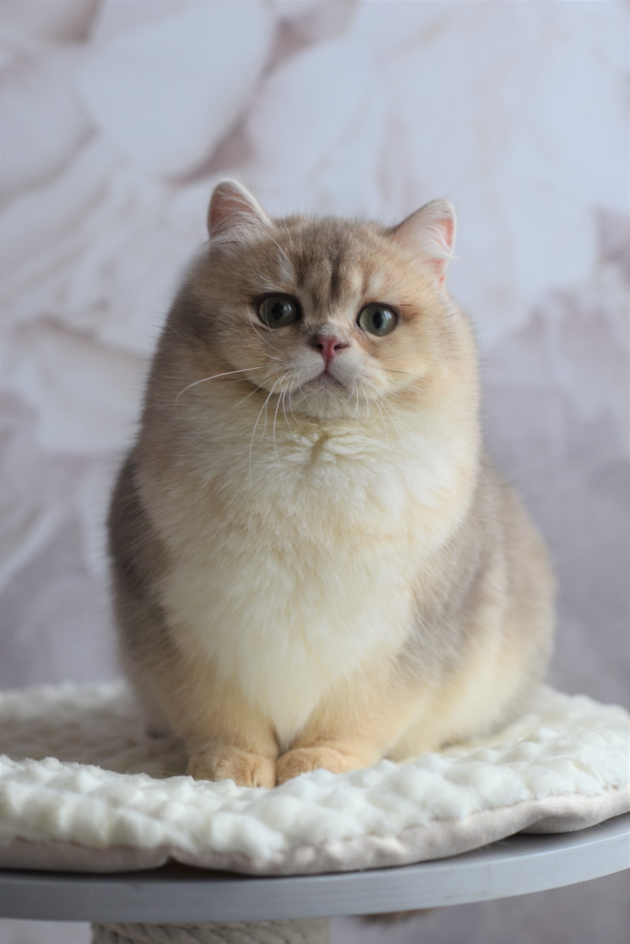 Lemurcat Ponchik is blue golden shaded color